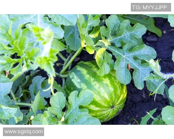 混合草皮在比赛中对流畅度的影响及其潜在优势探讨